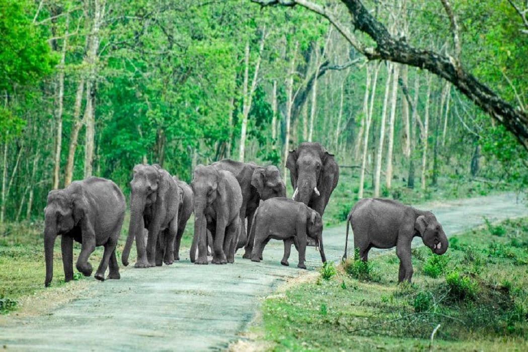 Mysore to Coorg One Day Trip - Tour package from Mysore with professional cab service and guide