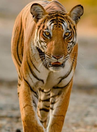 Mysore Ooty Coorg 4 Days 3 Nights